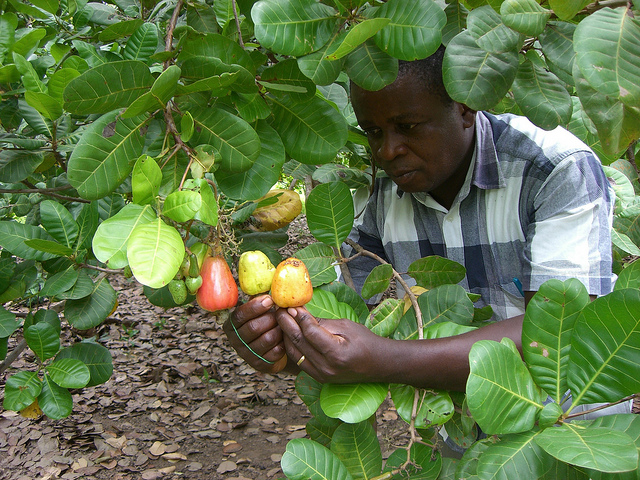 Guinea-Bissau : Cashew Production Rises by 8% to 260,000 Tons in 2023
