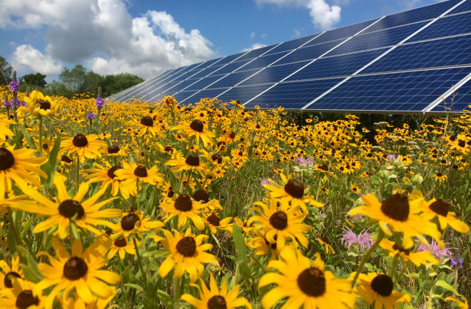 USA: A new guide demonstrates how solar farms can enhance biodiversity
