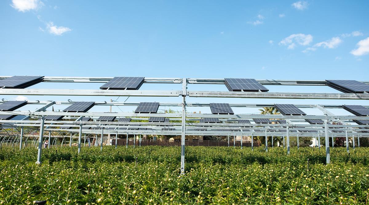 Sun-Powered Farming: Unlocking Opportunities for the Energy and the Farming Industry with Agricultural PV
