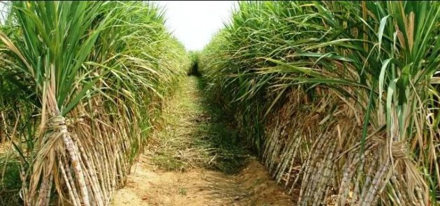 Kenya Boosts Sugarcane Production with $4.6 Million Investment
