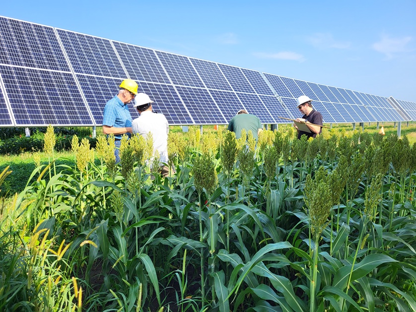 Agrivoltaics and Kernza: Revolutionizing Rural Solar Development in the US