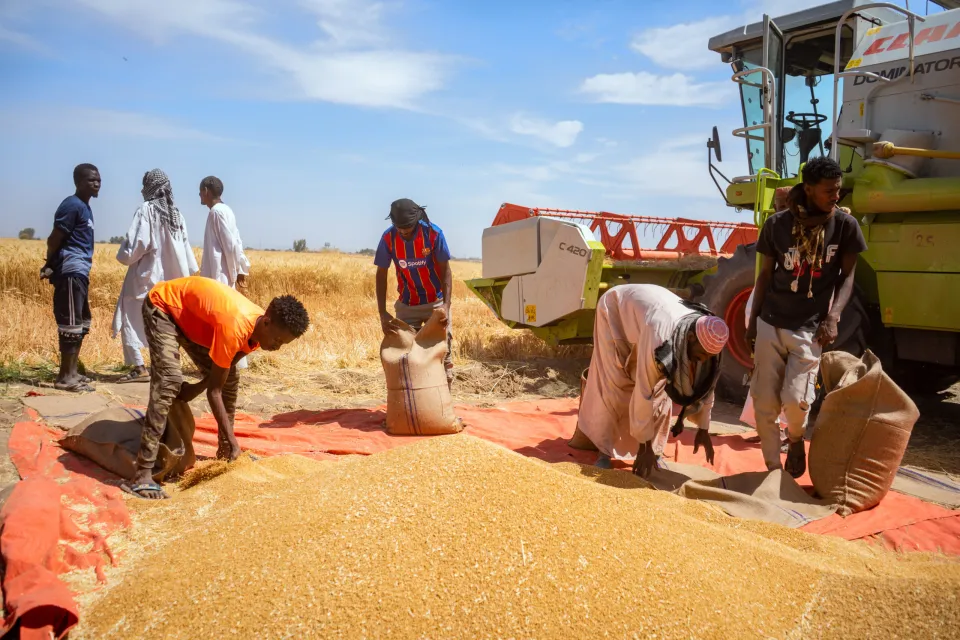 AfDB and WFP Initiative Boosts Wheat Production in Crisis-Stricken Sudan