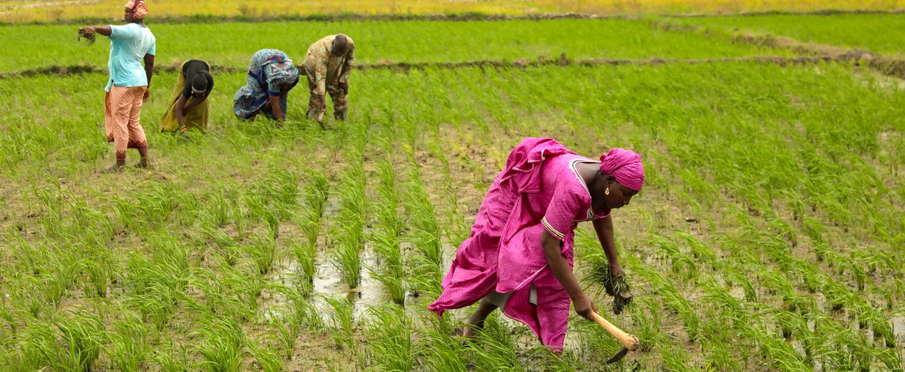 World Bank Boosts Benin’s Agricultural Sector with $150 Million Loan