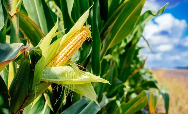 Tanzania Boosts Zambia’s Food Security with 650,000 Ton Maize Export