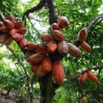 Cameroon Cocoa Production Up, But Challenges Remain in 2023-2024 Season